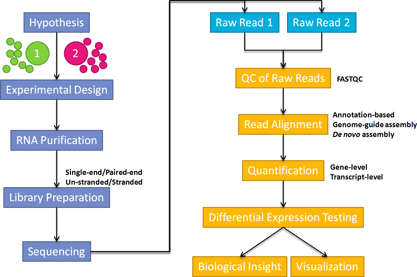RNA-Seq Analysis Workflow - Gene-level RNA-Seq Data ...